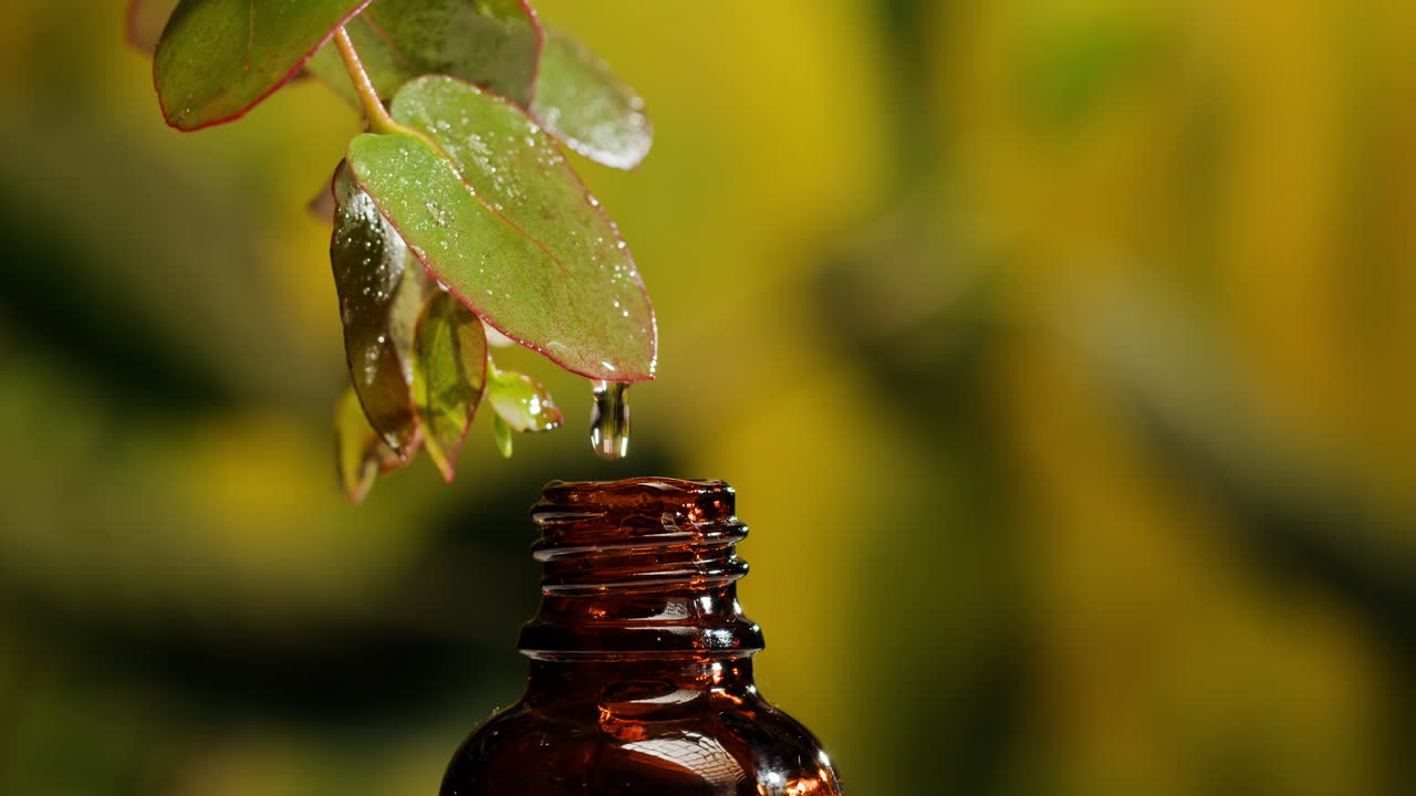 Eucalyptus Essential Oil Extraction