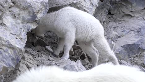 baby kid mountain goat in the canadian rockies licks minerals from rocks