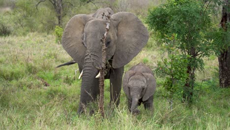 A-mother-and-baby-elephant-forage-sweet-grass-from-dense-underbrush,-Kruger,-Loxodonta-africana