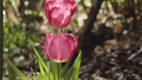 un grupo de tulipanes bailan en la fresca brisa de pascua