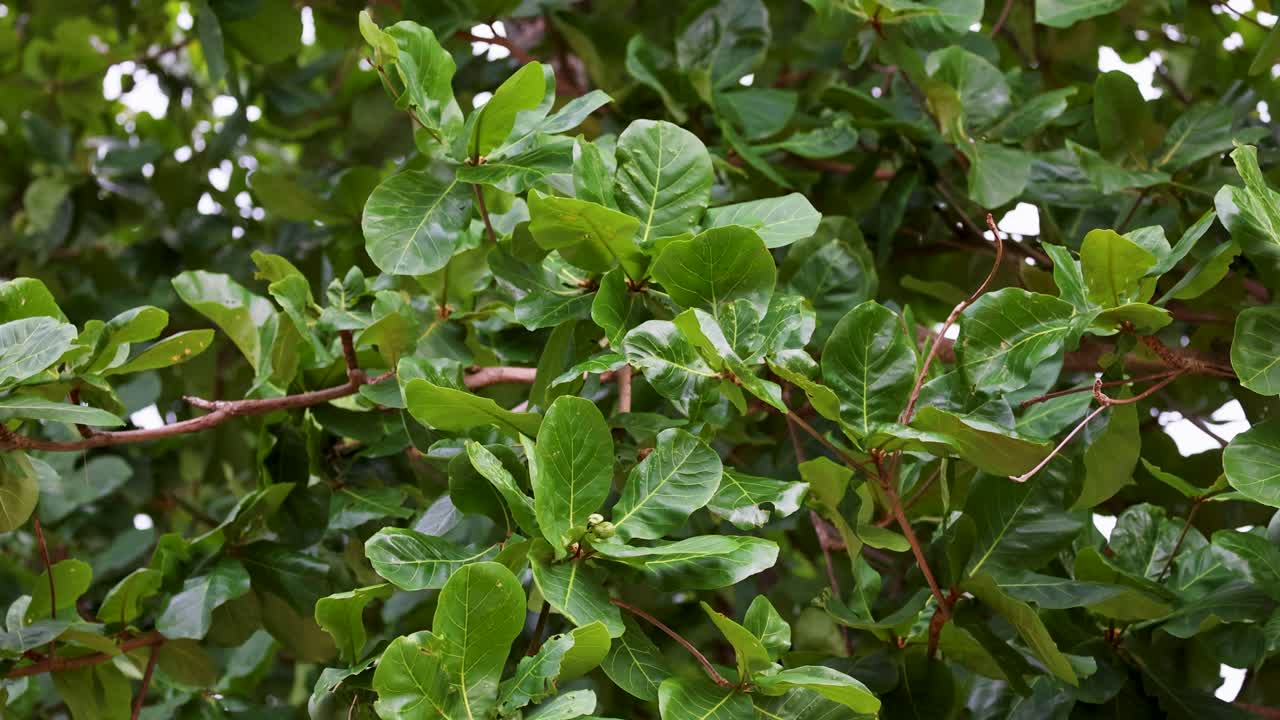 hojas verdes vibrantes se balancean en un viento fuerte, capturando el movimiento dinámico de la naturaleza en un entorno exuberante