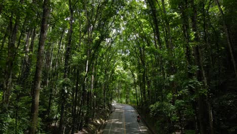 man made forest in philippines travel destination, road through dense lush trees southeast asian street between leaves and dense vegetation