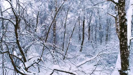 Snowy-branches-in-forest.-Winter-fairy-background