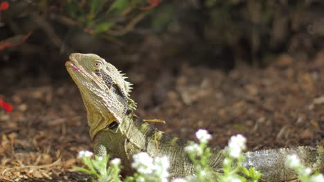 australia lizard sunbath during daytime