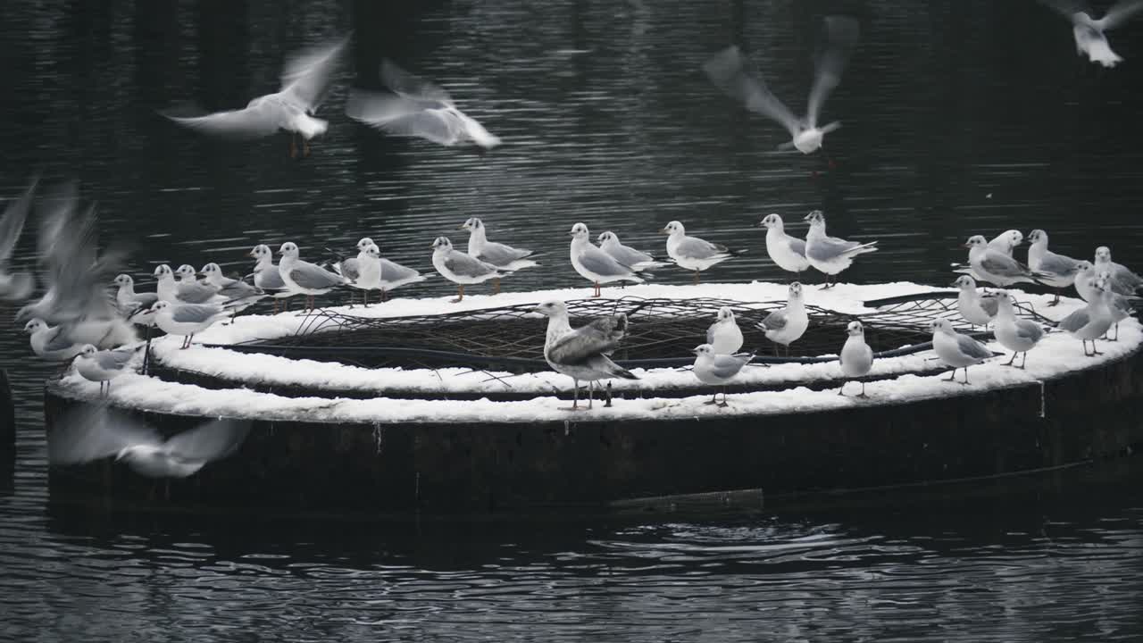 호수 에 있는 원 에 앉아 있는  ⁇ 어리 들 의 정적  ⁇