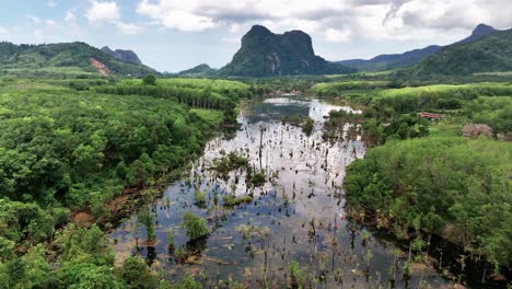 turistas disfrutando del bosque de manglares en kayak en ao nang, provincia de krabi, tailandia