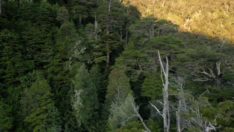 bird's eye view of a coigue forest in southern chile with the sunset illuminating in the background - aerial view