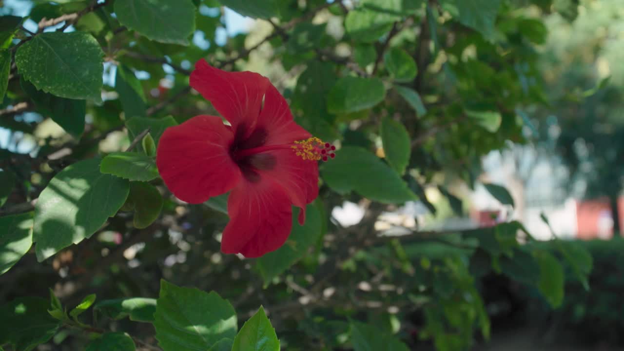 Singolo fiore di ibisco rosso ondeggia nella brezza su un cespuglio verde, con spazio per il testo