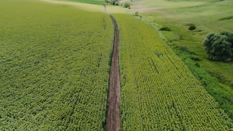 Alta-Vista-Aérea-De-Un-Campo-De-Girasoles-A-Través-Del-Cual-Pasa-Una-Carretera-De-Campo-Y-Un-Pasto-Con-Ovejas-Sentadas-A-La-Sombra-De-Los-árboles