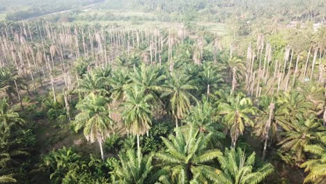 vuelo aéreo hacia la palma de aceite de árbol desnudo muerto