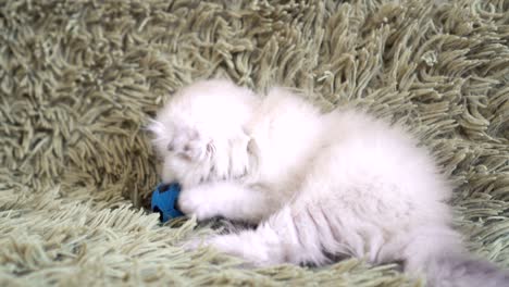 small cute white kitten playing at football