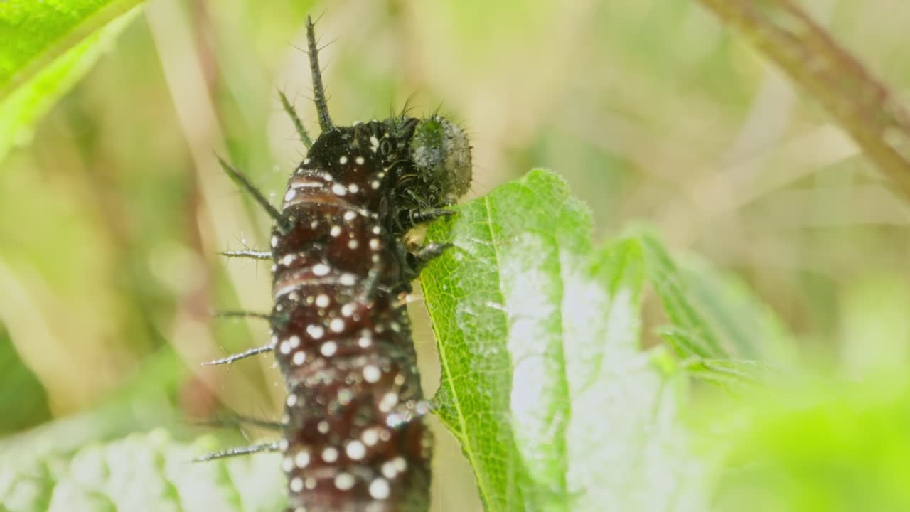 Peacock caterpillar gripping leaf edge, head raised toward light