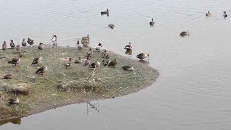 Spot-Billed-Duck-Und-Comb-Ducks-On-Island-In-Lake-I-Duck-Island-In-Lake-Stock-Footage