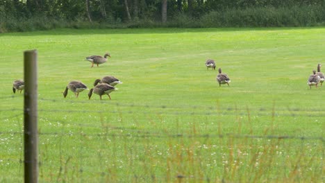 Eine-Kleine-Schar-Graugänse-Ernährt-Sich-In-Den-Frühlings--Und-Sommermonaten-Von-Gras-Und-Klee