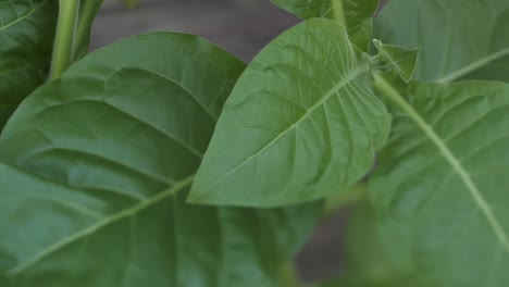 tobacco plantation with lush green leaves