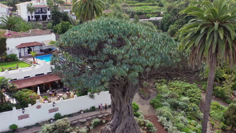 El-Drago-Milenario,-the-oldest-specimen-of-the-Dragon-tree,-dracaena-draco,-on-the-island-of-Tenerife,-Spain,-surrounded-by-tall-palms,-standing-next-to-a-luxurious-house,-zooming-out-aerial-shot-4K