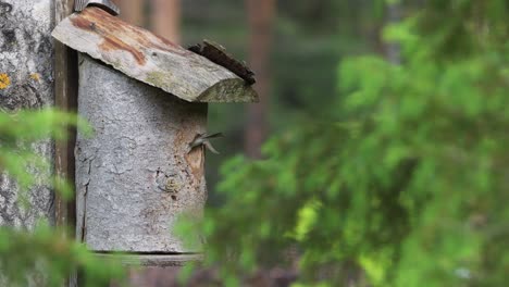 Hembra-Papamoscas-Cerrojillo-Alimentando-Crías-De-Aves-En-Una-Casita-Para-Aves-En-Un-Día-De-Verano