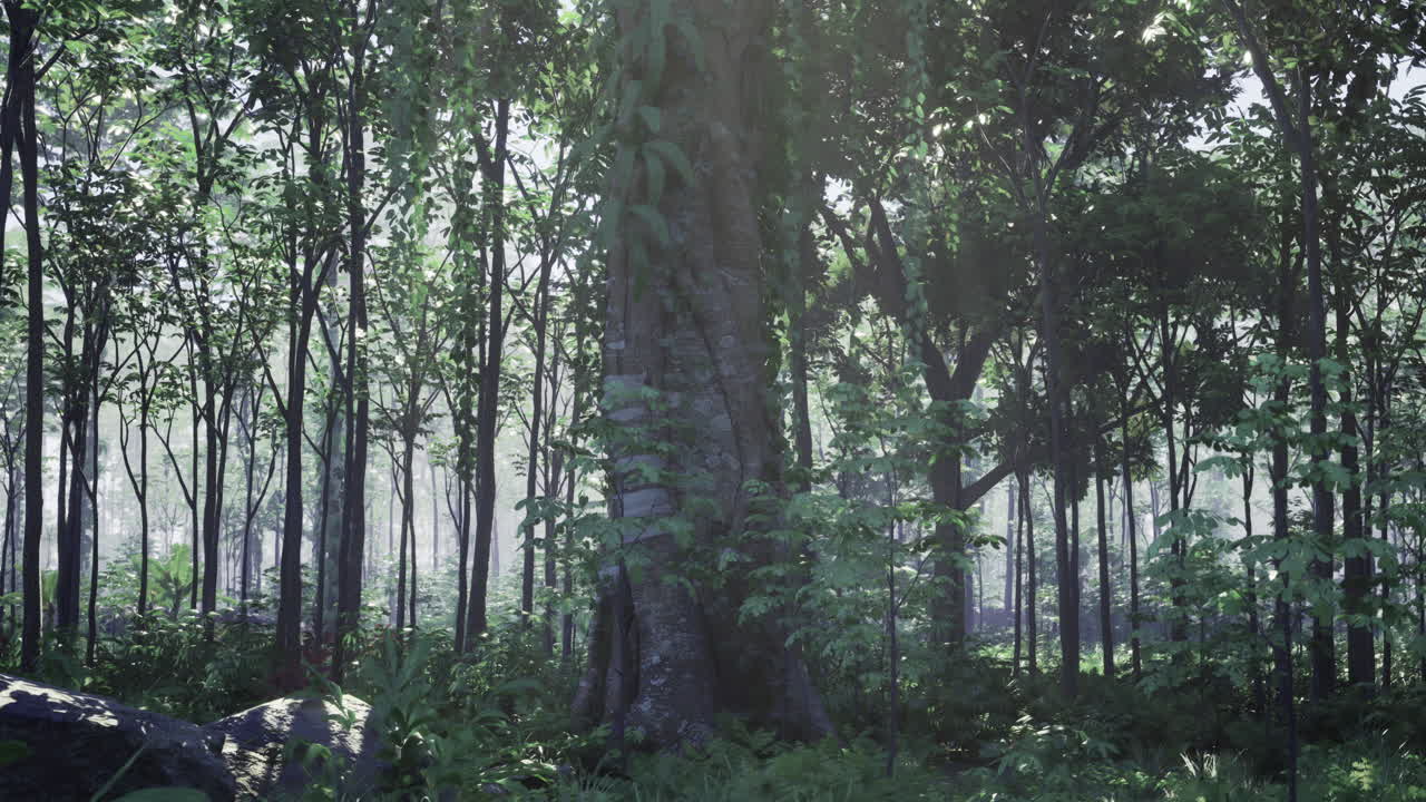 A serene forest filled with tall trees and thick underbrush