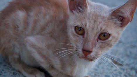 gato callejero acostado con un enfoque de primer plano en sus ojos, mostrando su comportamiento tranquilo