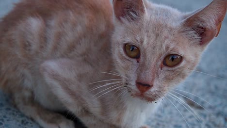 stray cat lying down with a close-up focus on its eyes, showcasing its calm demeanor