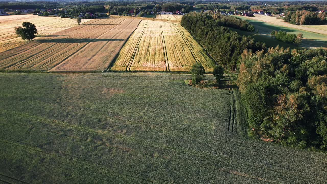 Drohnen-Luftaufnahme Dollyfahrt nach vorne, Maisfeld, Wald auf der rechten Seite, wunderschöne Natur, sonniger Tag, idyllische Agrarszene