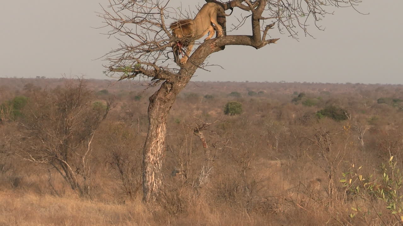 African Lion Eating Meat From Prey on Tree While Hyena Clan Watching From Ground