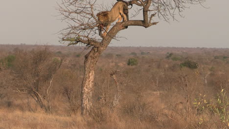 león africano comiendo carne de presa en el árbol mientras el clan hiena observa desde el suelo