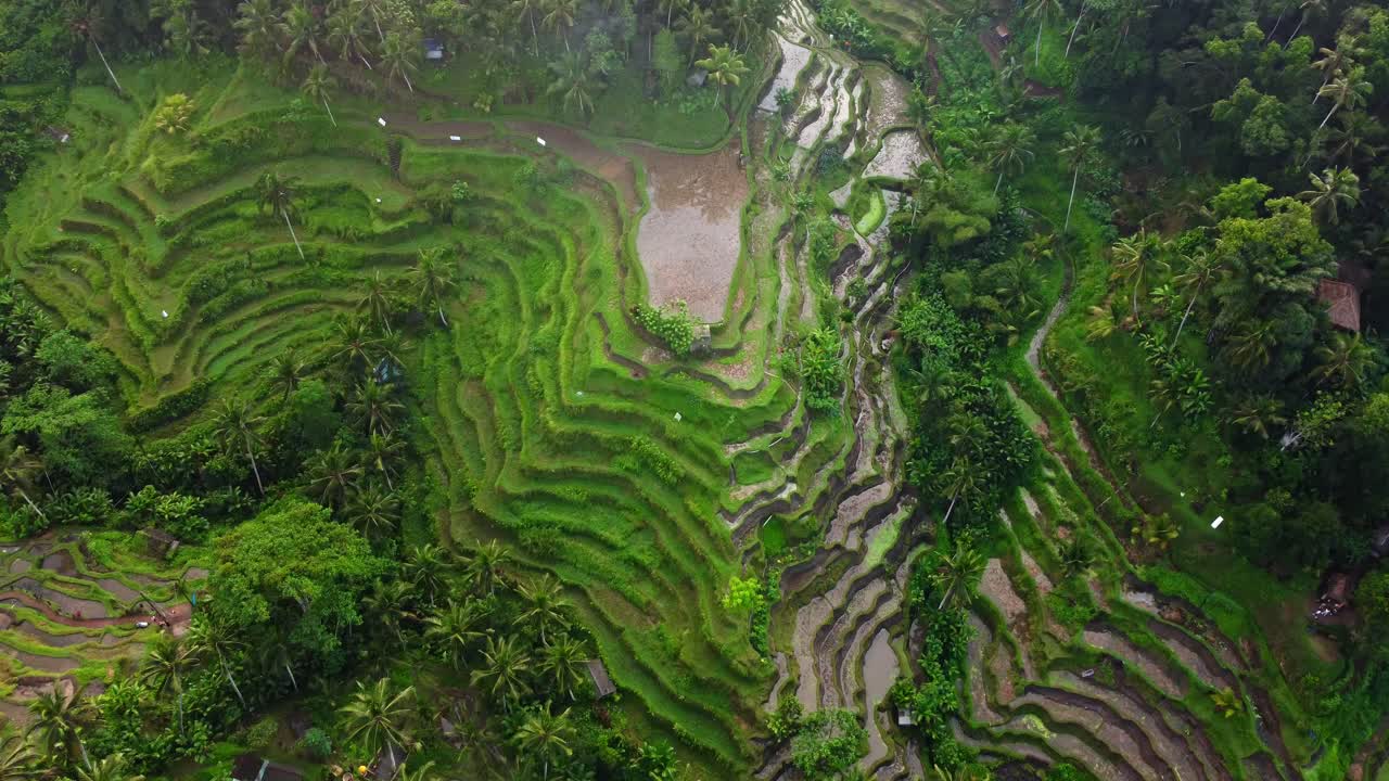 imágenes aéreas de drones en 4k: mañana de niebla serena, amanecer en las terrazas de arroz de tegalalang, ubud, bali
