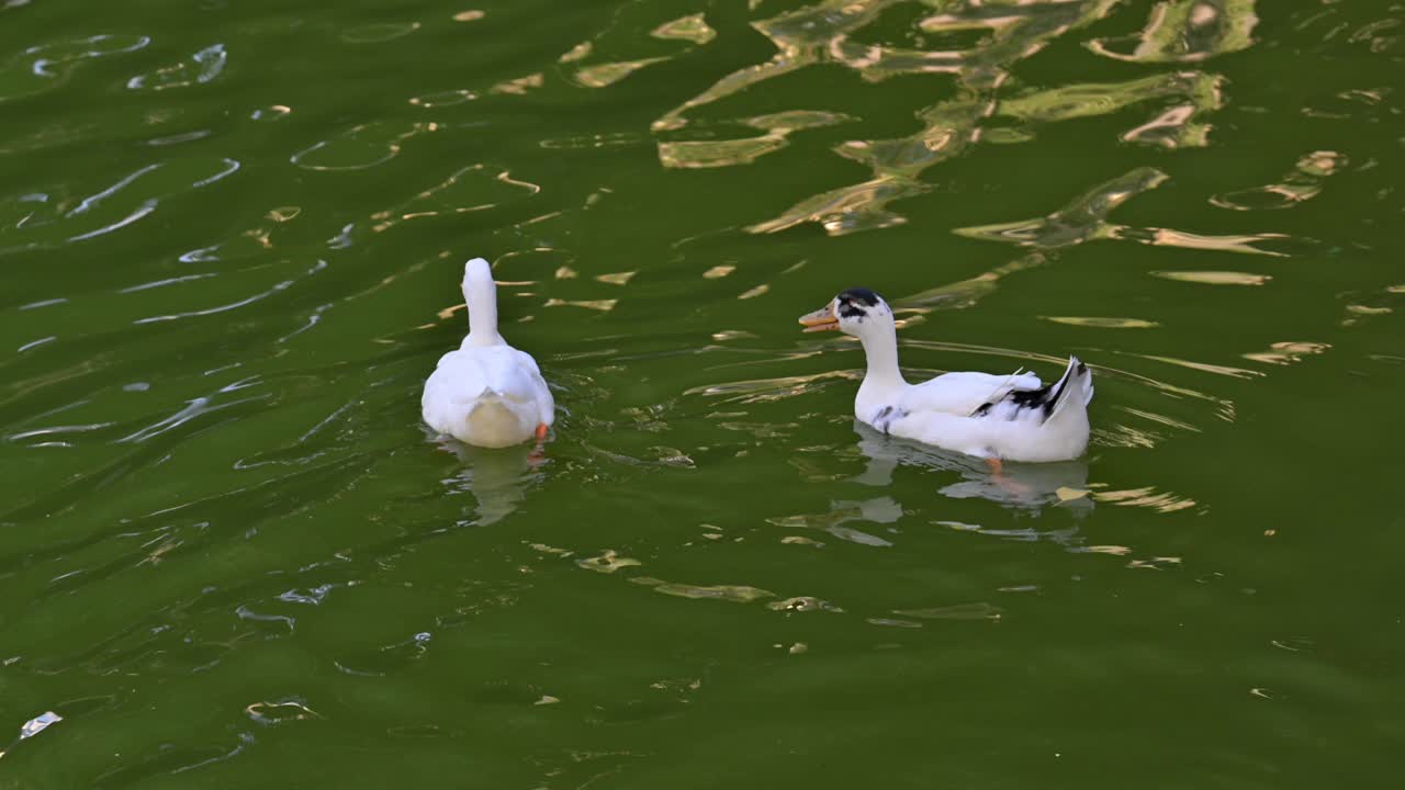 Domestic ducks float on the lake water in the afternoon.
