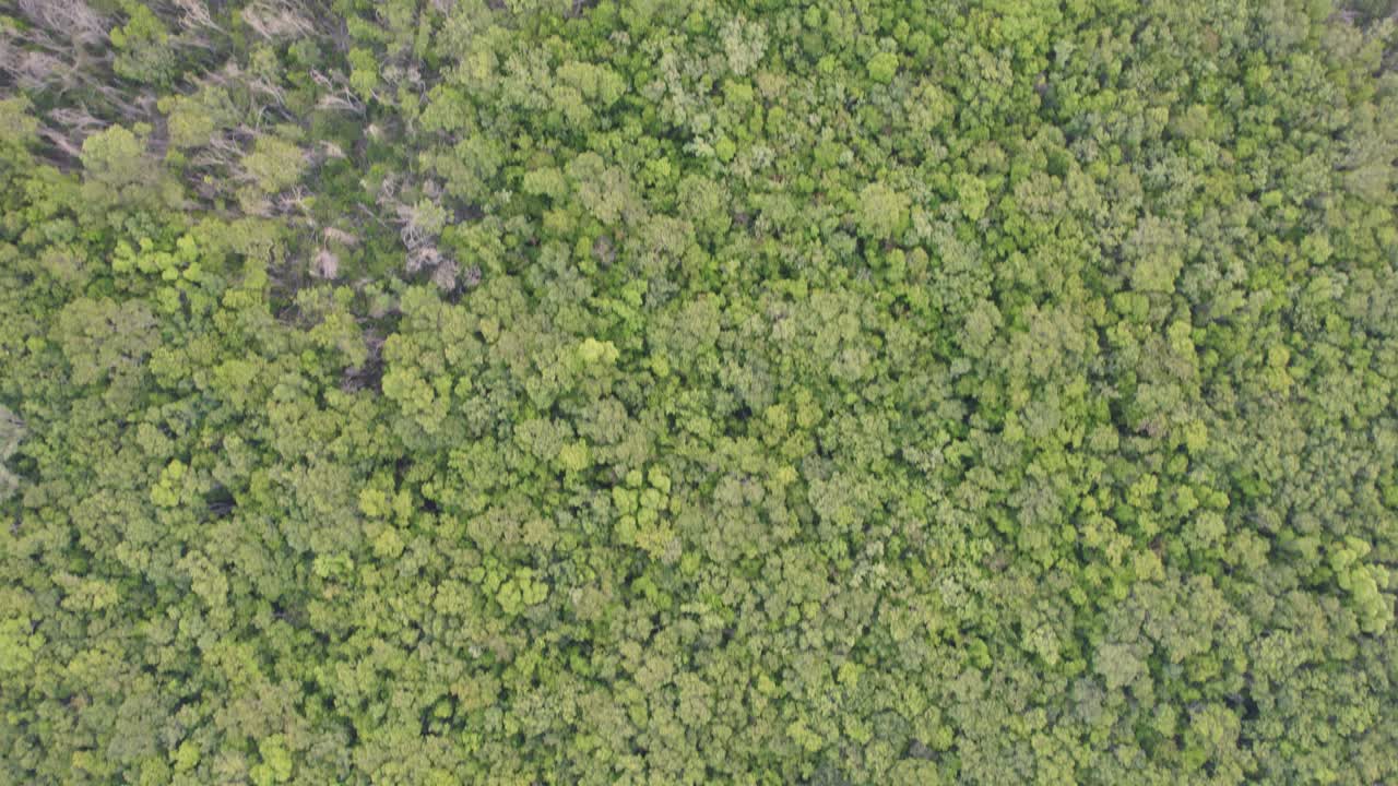foto de arriba del denso bosque en playa del carmen, quintana roo, méxico