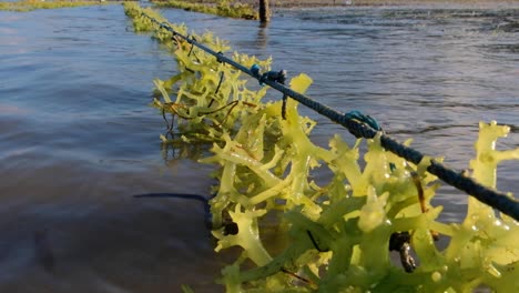 Close-up-view-of-clumps-of-edible-green-seaweed-growing-on-strings-in-ocean-at-low-tide-with-waves-rolling-in-at-seaweed-farm-on-Atauro-Island,-Timor-Leste