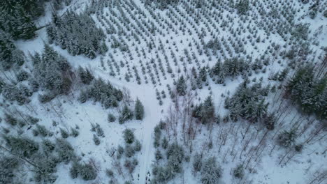 aerial view overlooking a spruce and fir plantation on a gloomy, winter day