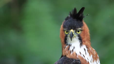 close up of a ornate hawk-eagle in the subtropical rainforest of argentina