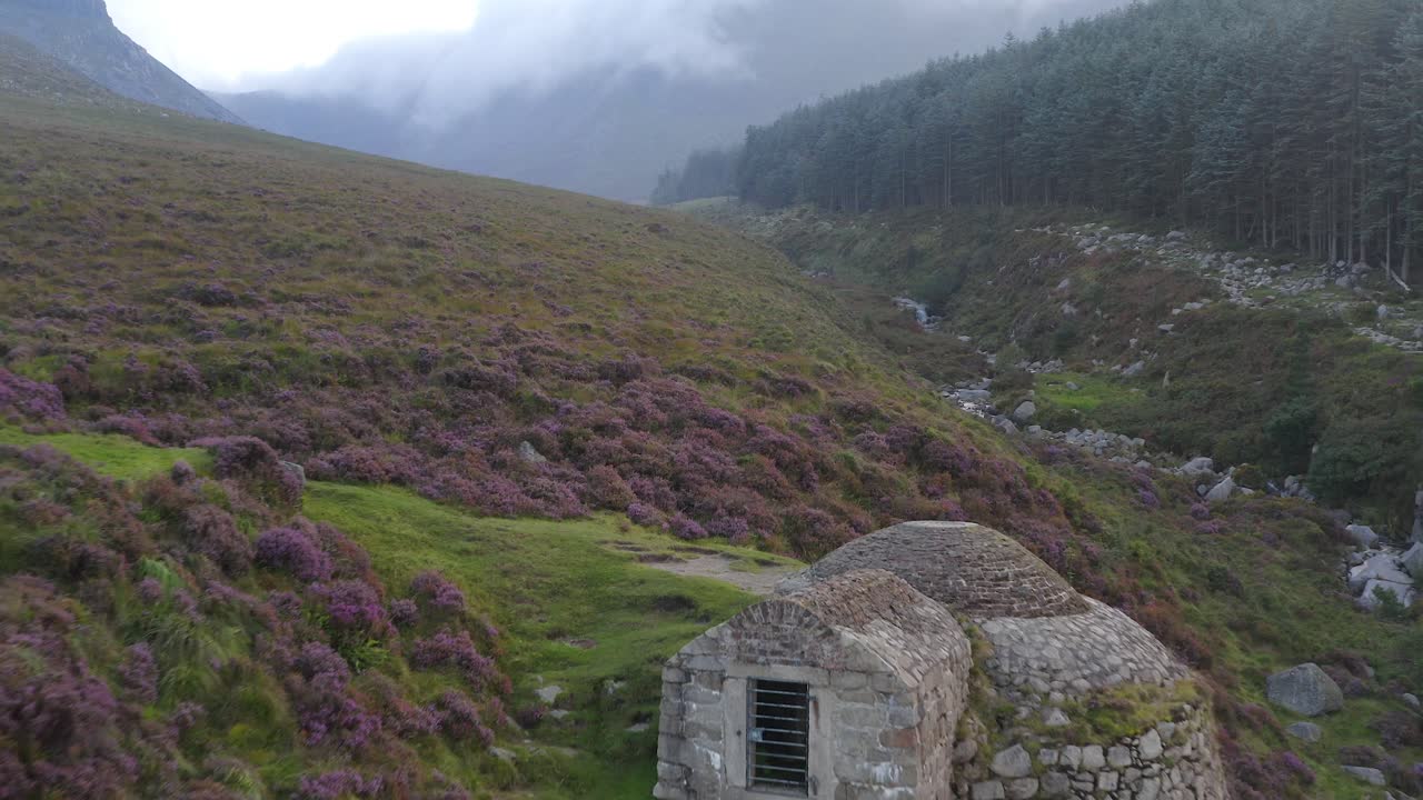 casa de hielo a lo largo del camino a slieve donard, impresionantes prados de flores púrpuras en el prado brumoso