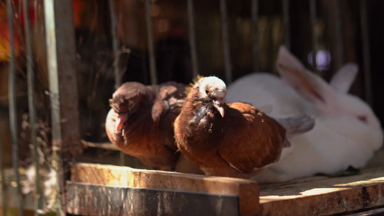 헤르가다 (hurghada) - 이집트 농가 시장에서 살아있는 비둘기와 토끼를 판매하는 곳.