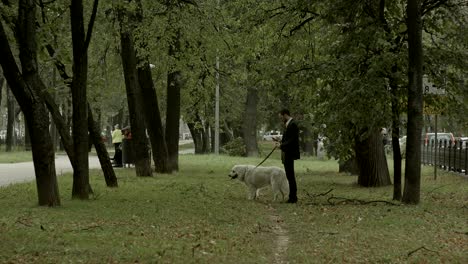 businessman use phone and walks with big white dog in the park