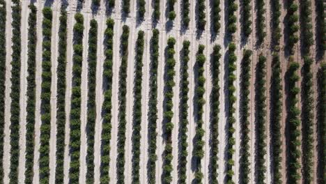 row garden aerial view