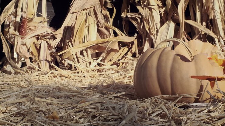 Medium shot in slow motion as a jack-o-lantern drops into frame, bounces and skids to a stop