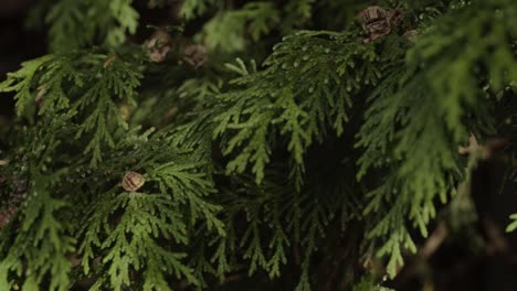 evergreen tree branches detailed close up