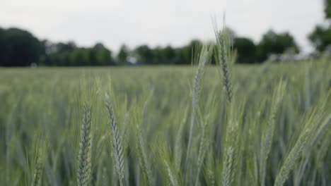 close up shot of green field of barley