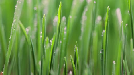 el césped verde es un primer plano súper macro.