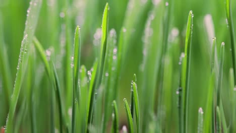 green grass close-up super macro shooting.