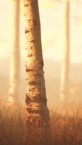 golden light in a birch forest
