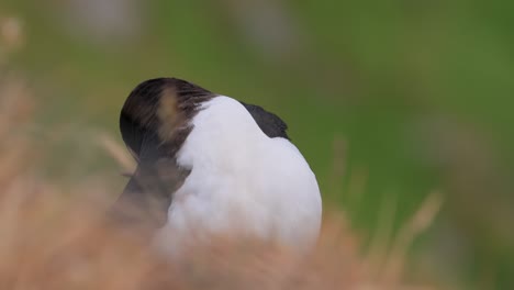 papagayo atlántico (fratercula arctica), en la roca de la isla de runde (noruega).