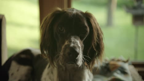 Hund-Sitzt-Und-Schaut-In-Die-Kamera-Und-Verlässt-Dann-Den-Rahmen