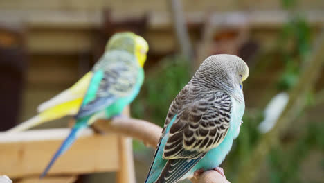 background out of focus and a shell parrot budgie parakeet on a branch