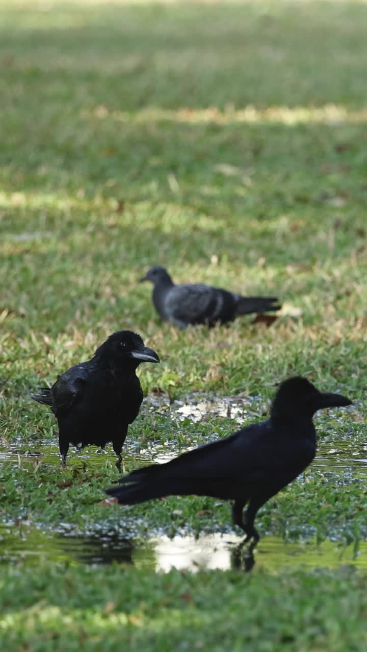 Corvi che camminano, beccano e cercano cibo