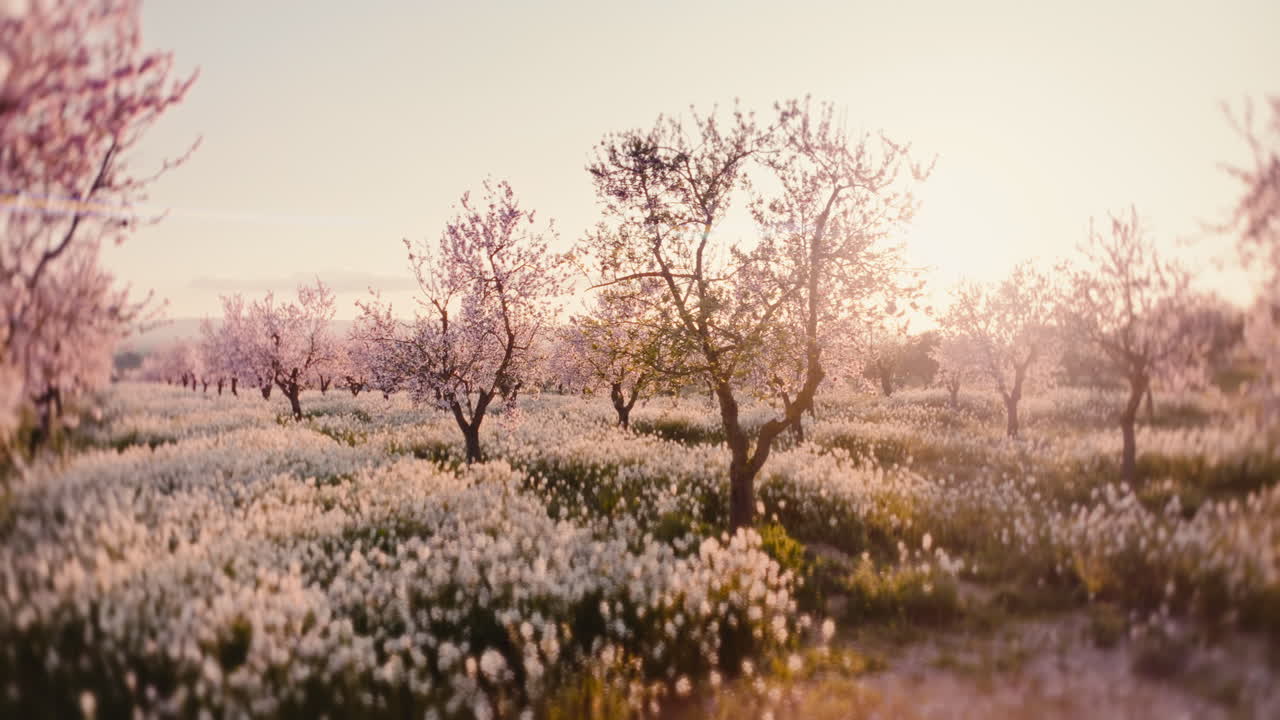 Cinematic 4K aerial drone footage flying thru blooming almond orchard at sunrise, pink blossoms glowing above a dense white wildflower field. Idyllic spring countryside landscape, agriculture, renewal