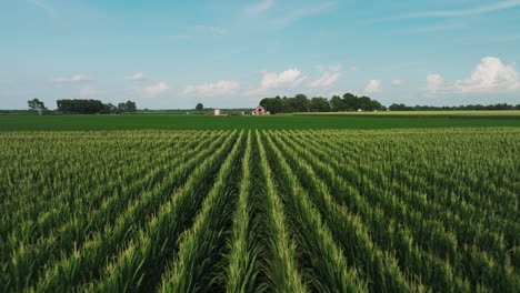 Endless-rows-of-corn-in-vast-field,-low-angle-aerial-flyover