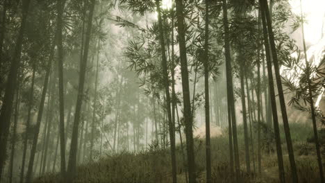 Bosque-De-Bambú-Asiático-Con-Luz-Solar-Matutina